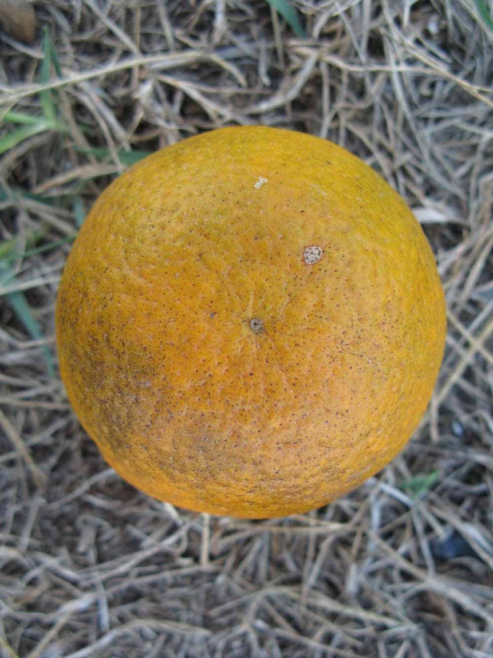            Fruit (Winter Haven, FL)   